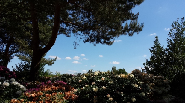 Park der Gärten, Rhododendron, Ammerland