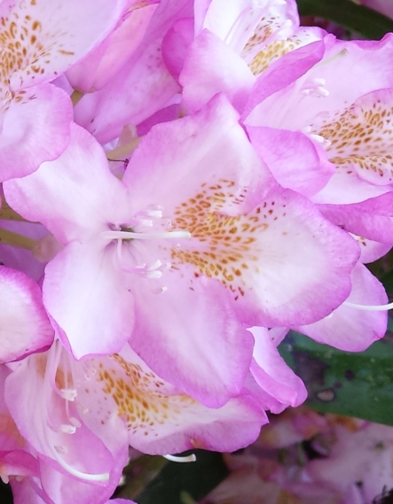 Rhododendron Detail