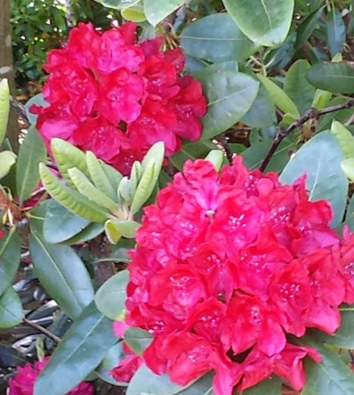 Park der Gärten, Rhododendron, Ammerland